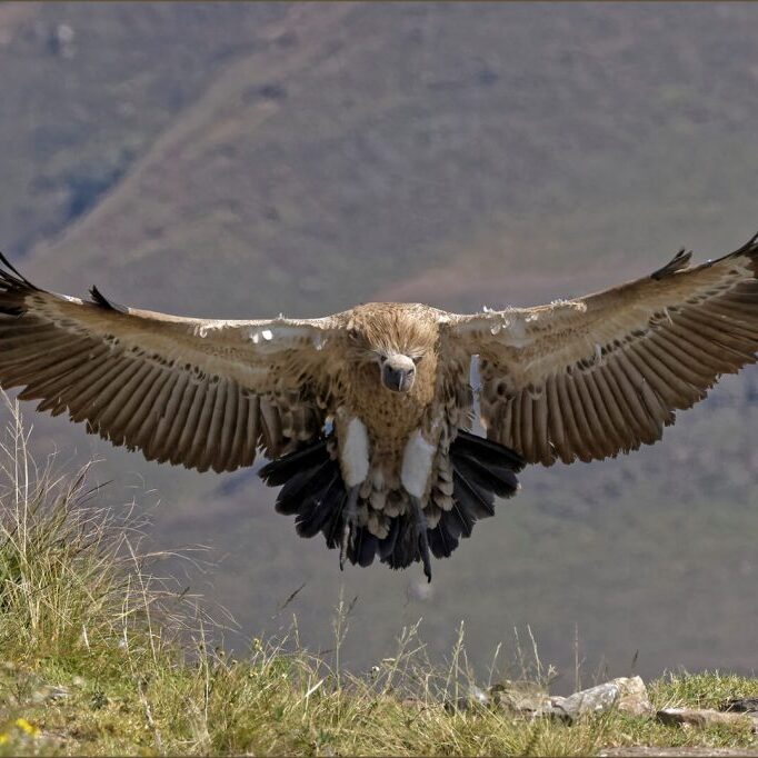 -5-W-Cape Vulture Approach-Burkhard-Schlosser-