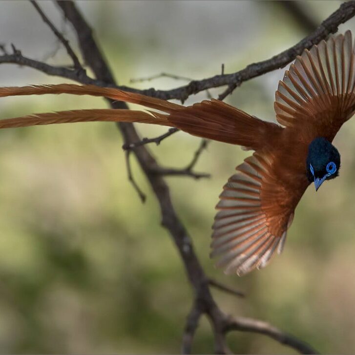 -5-W-Phil-Muller-paradise fly catcher-